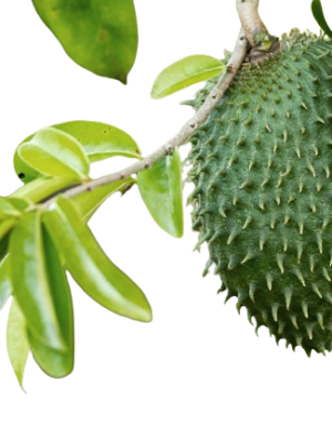 Graviola