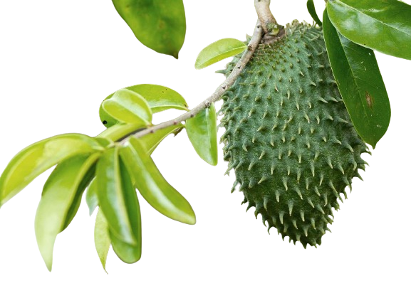 Graviola